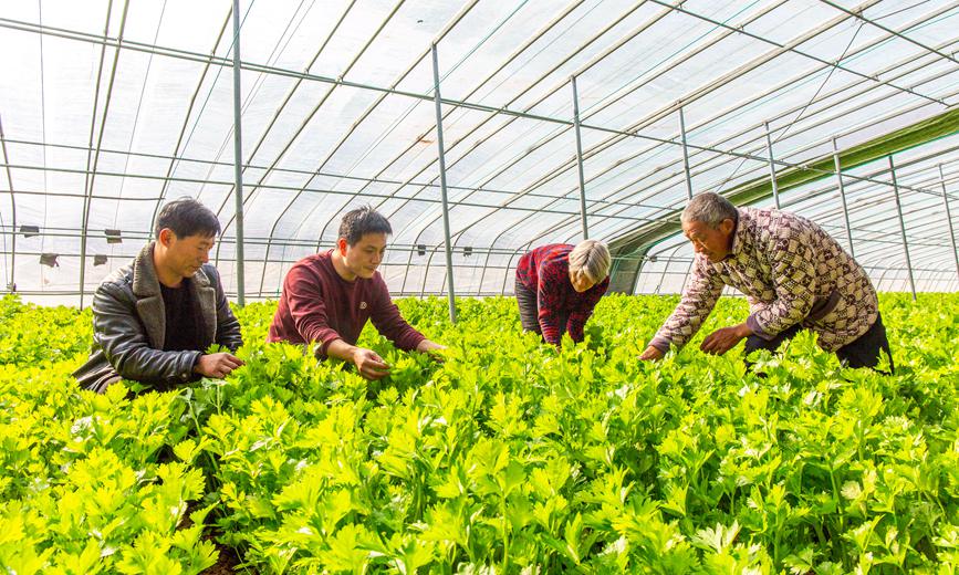 魯山縣下湯鎮(zhèn)岳莊村村民在蔬菜種植大棚管護蔬菜。 馬進偉 攝